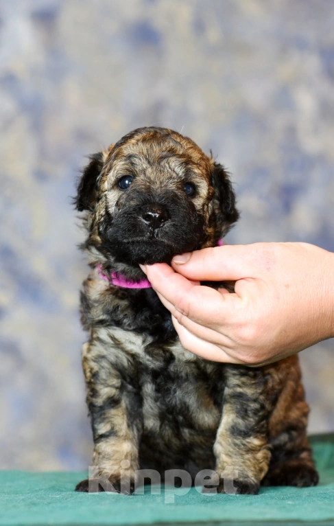 Собаки в Москве: Щенок фиолетовая лента  пуми  Мальчик, 90 000 руб. - фото 3