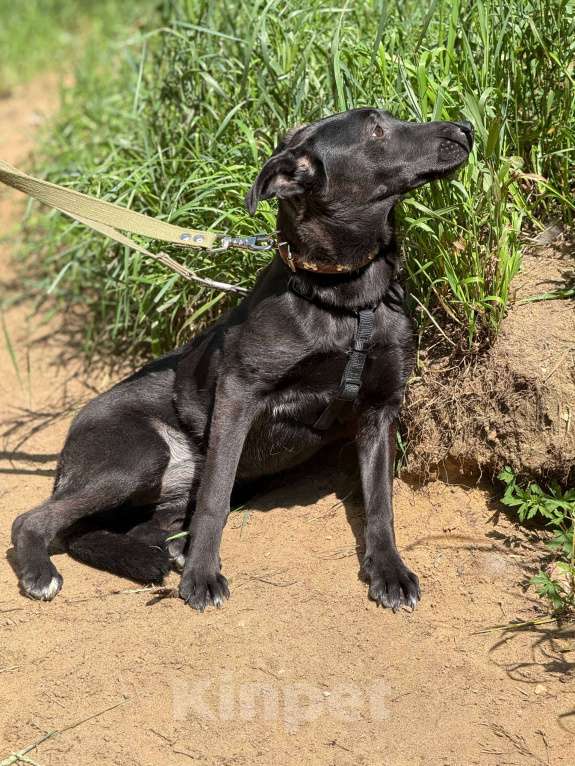 Собаки в Москве: Щенок Кэрри Девочка, Бесплатно - фото 7
