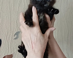 Кошки в Королеве: Яркая брюнетка Девочка, 15 000 руб. - фото 1