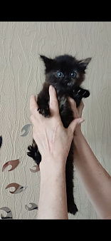 Яркая брюнетка