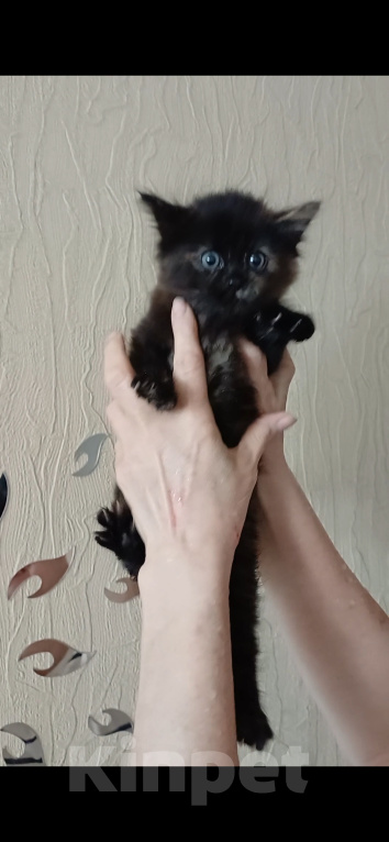 Кошки в Королеве: Яркая брюнетка Девочка, 15 000 руб. - фото 1