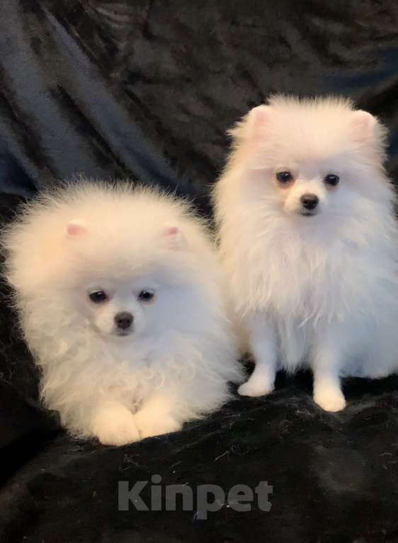 Собаки в Северске: Щенки белого померанского шпица  Девочка, 30 000 руб. - фото 2