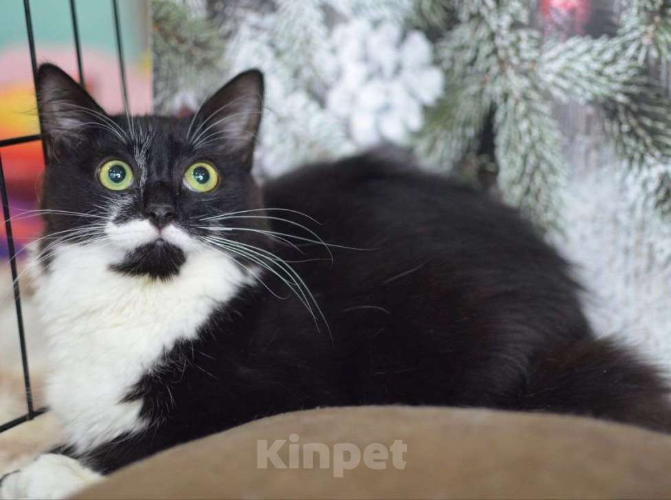 Кошки в Москве: Маркизу нужен надёжный дом Мальчик, Бесплатно - фото 3