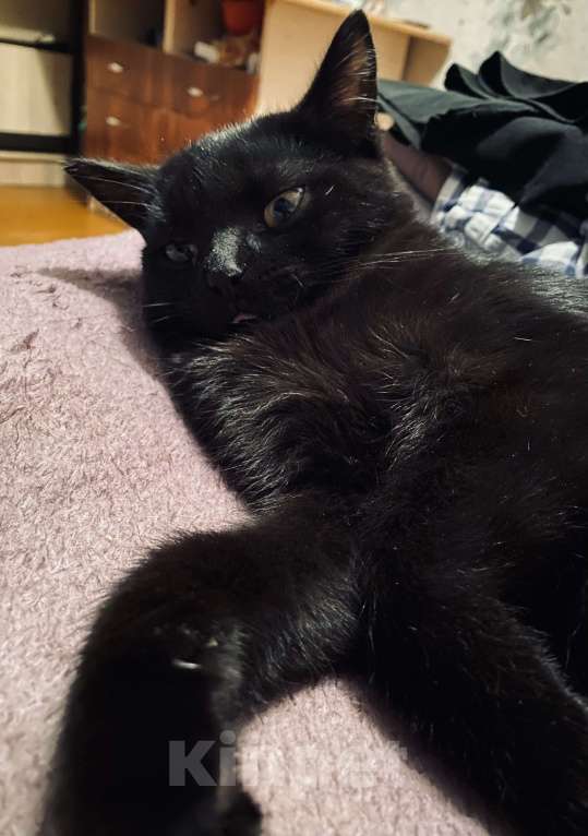 Кошки в Набережных Челнах: Котик Пума Мальчик, Бесплатно - фото 3