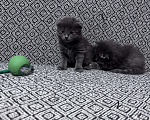 Кошки в Омске: Шотландские котята Разнополые, 2 000 руб. - фото 1