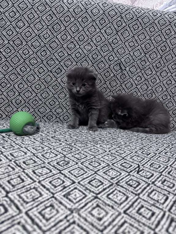 Кошки в Омске: Шотландские котята Разнополые, 2 000 руб. - фото 1