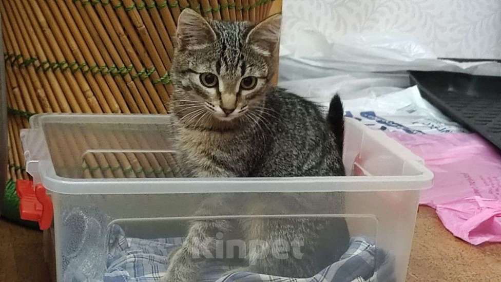 Кошки в Москве: Басик готов к переезду. Добрые хозяева - где вы? Мальчик, Бесплатно - фото 8