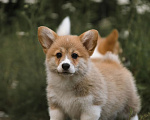 Собаки в Калининграде: Девочка Вельш Корги Пемброк Девочка, 90 000 руб. - фото 3