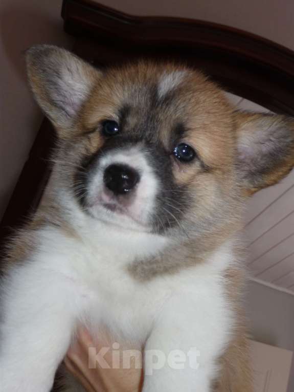 Собаки в других городах Краснодарского края: Вельш Корги Пемброк, щенок 2 Девочка, 20 000 руб. - фото 1