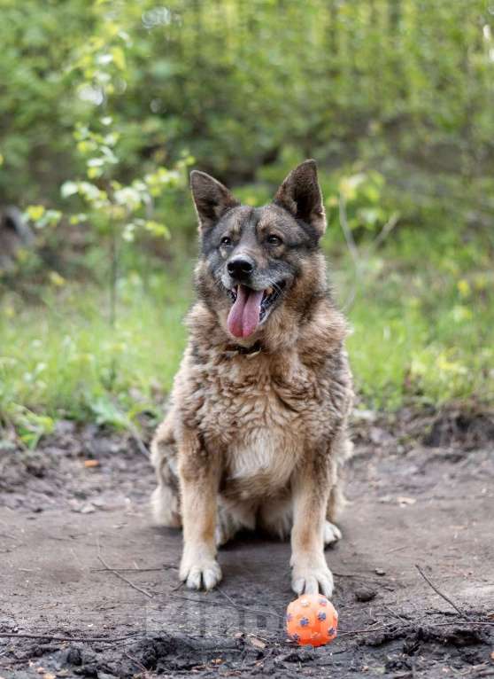 Собаки в Москве: Метис корги Девочка, Бесплатно - фото 5
