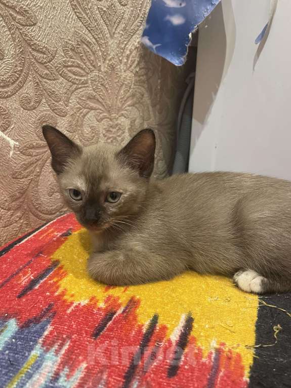 Кошки в Москве: Котёнок Европейской бурмы Девочка, 10 000 руб. - фото 2