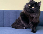 Кошки в Москве: Пушистый кот в добрые руки Мальчик, Бесплатно - фото 3