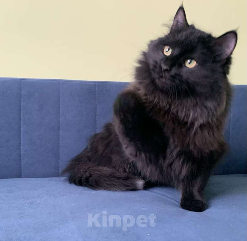 Кошки в Москве: Пушистый кот в добрые руки Мальчик, Бесплатно - фото 3