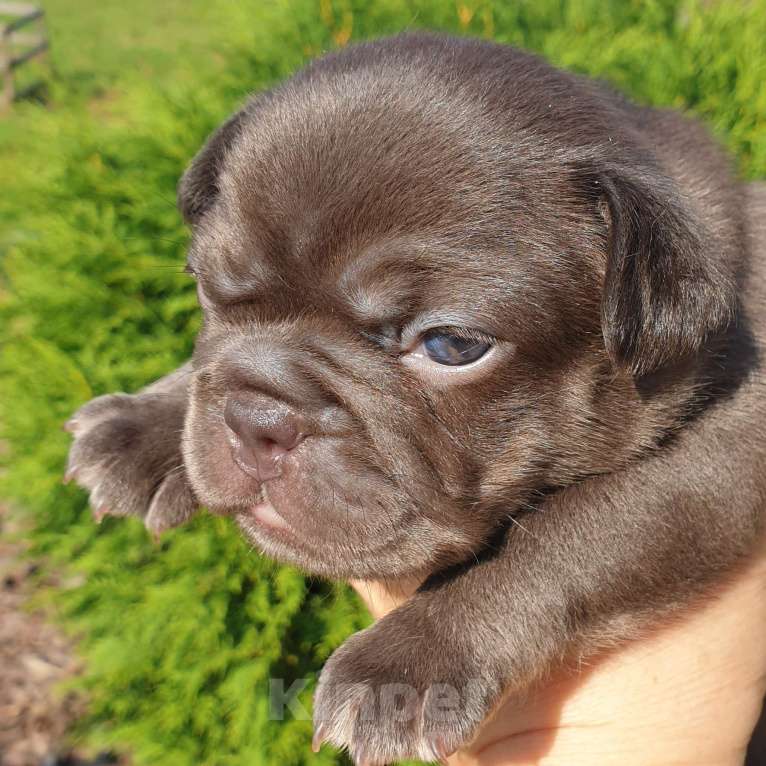 Собаки в Москве: Шоколадная девочка, документы АБКС Девочка, 70 000 руб. - фото 2