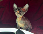 Кошки в Воронеже: Канадский сфинкс котёнок Девочка, 15 000 руб. - фото 2