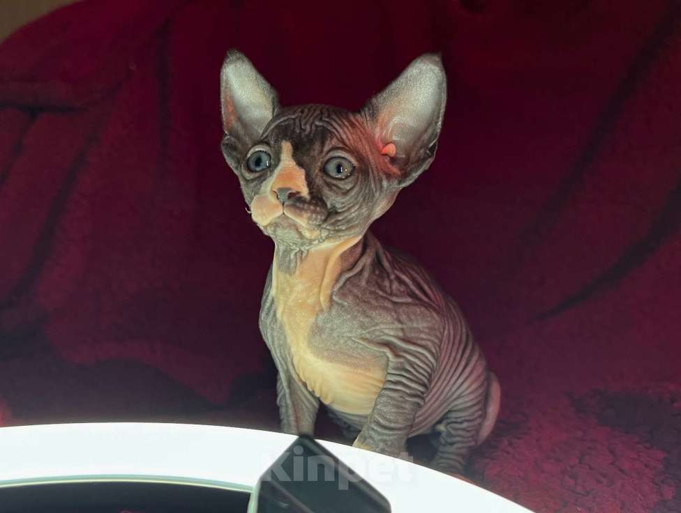 Кошки в Воронеже: Канадский сфинкс котёнок Девочка, 15 000 руб. - фото 2