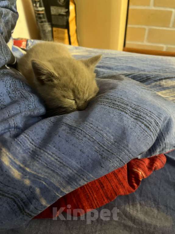 Кошки в Реутове: Шотландский прямоухий котёнок 09.10.2024 Девочка, 10 000 руб. - фото 3