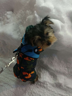 Продаю щенка йорка, 3 месяца