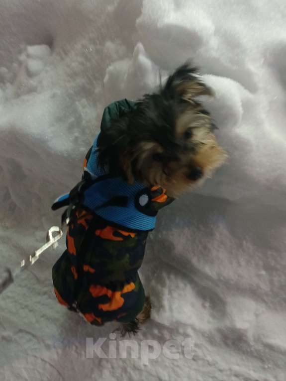 Собаки в Кирове: Продаю щенка йорка, 3 месяца Мальчик, 15 000 руб. - фото 1