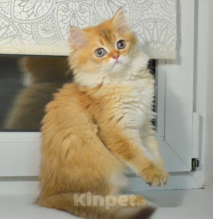 Кошки в Москве: Шотландские котята Разнополые, 12 000 руб. - фото 5