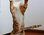 Кошки в Бологом: Кот Виконт, 55 руб. - фото 7