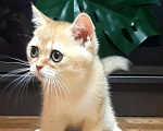 Кошки в Москве: Котенок золотая шиншилла Мальчик, 17 000 руб. - фото 2