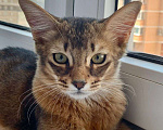 Кошки в Краснодаре: Сомалийская кошка Девочка, 1 руб. - фото 1