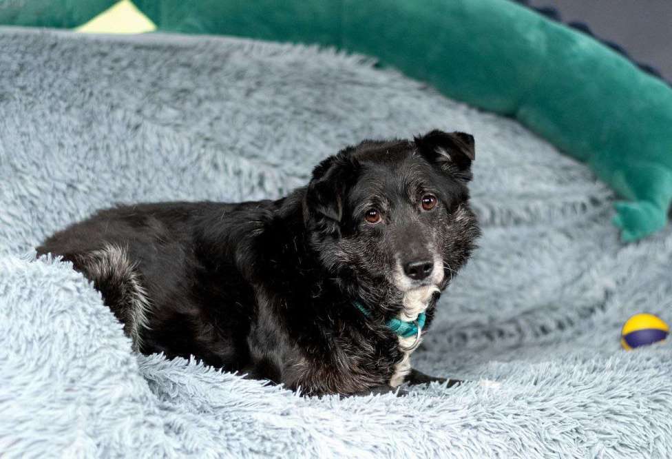 Собаки в Москве: Пушистый Дедуля мечтает стать домашним Мальчик, Бесплатно - фото 3