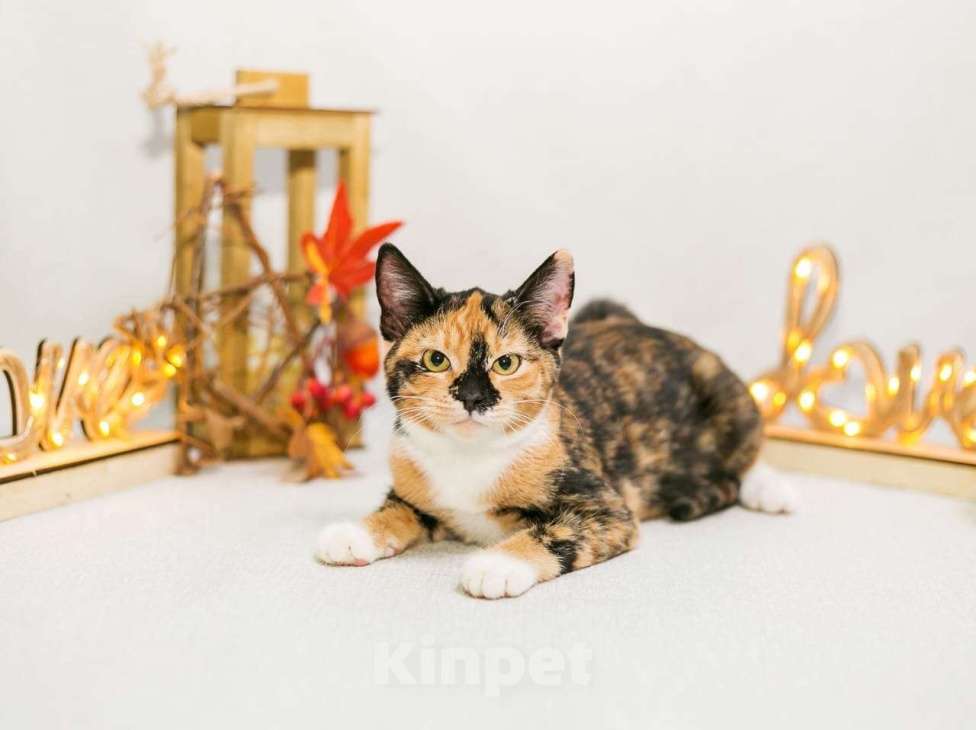 Кошки в Москве: Шери ищет дом  Девочка, Бесплатно - фото 3