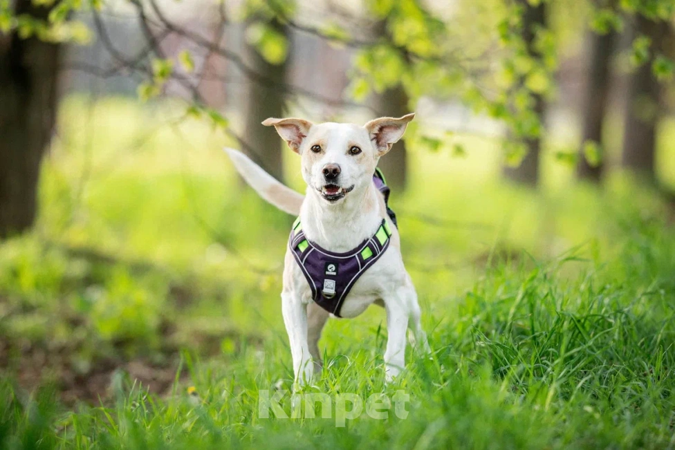 Собаки в Москве: Собака в дар Мальчик, Бесплатно - фото 2