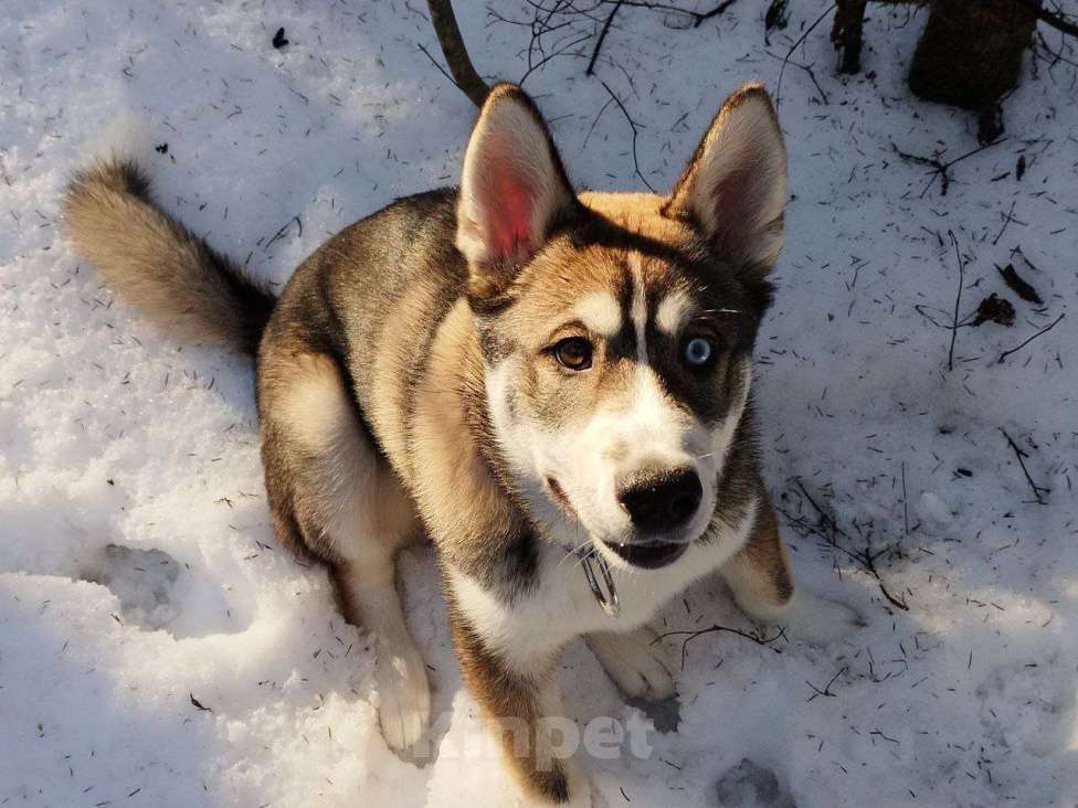 Собаки в других городах Ленинградской области: Рой ищет дом!  Мальчик, Бесплатно - фото 2