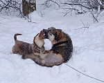 Собаки в Можайске: Шоколадный коротколапый щенок Девочка, Бесплатно - фото 4