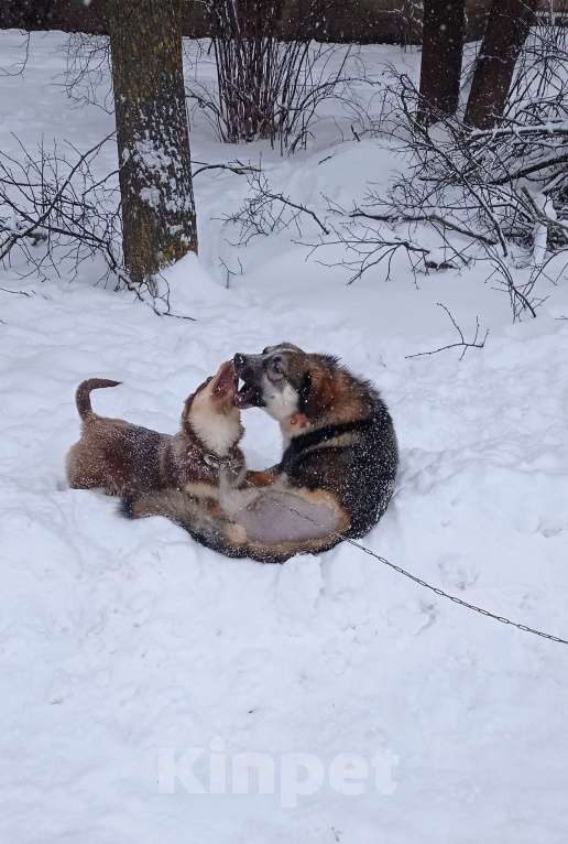 Собаки в Можайске: Шоколадный коротколапый щенок Девочка, Бесплатно - фото 4