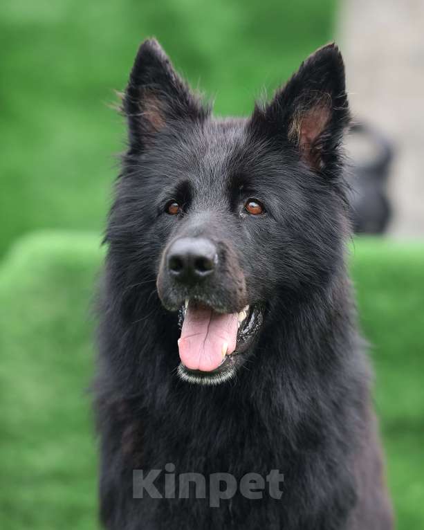 Собаки в Химках: Длинношерстная немецкая овчарка (Кобель). Готов к переезду! Мальчик, Бесплатно - фото 7