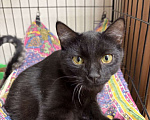 Кошки в Москве: Черный котёнок Нуар в добрые руки Мальчик, Бесплатно - фото 5