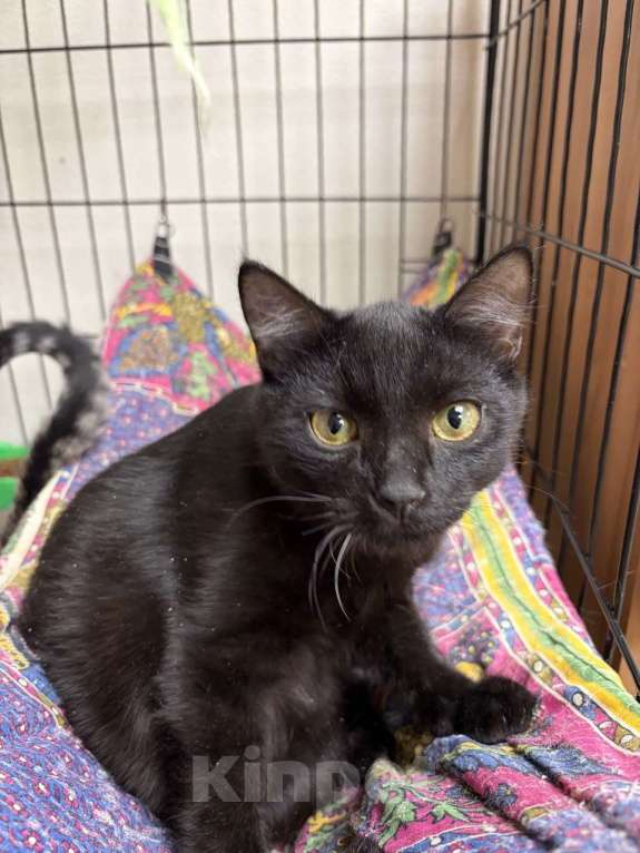 Кошки в Москве: Черный котёнок Нуар в добрые руки Мальчик, Бесплатно - фото 5