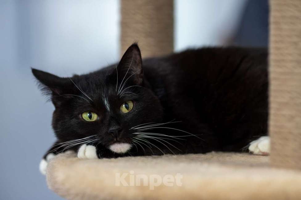 Кошки в Москве: кошка Глория в добрые руки Девочка, Бесплатно - фото 5