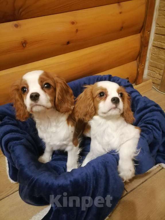 Собаки в Москве: Кавалер кинг Чарльз спаниель 6 мес щенки Мальчик, 90 000 руб. - фото 2