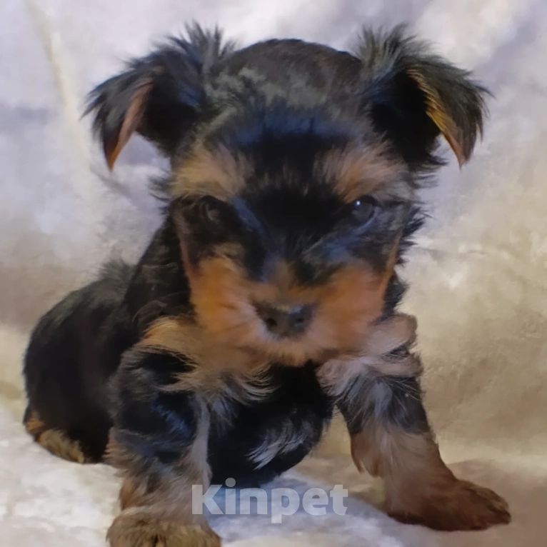 Собаки в Санкт-Петербурге: Йоркширский терьер стандарт Мальчик, 60 000 руб. - фото 2