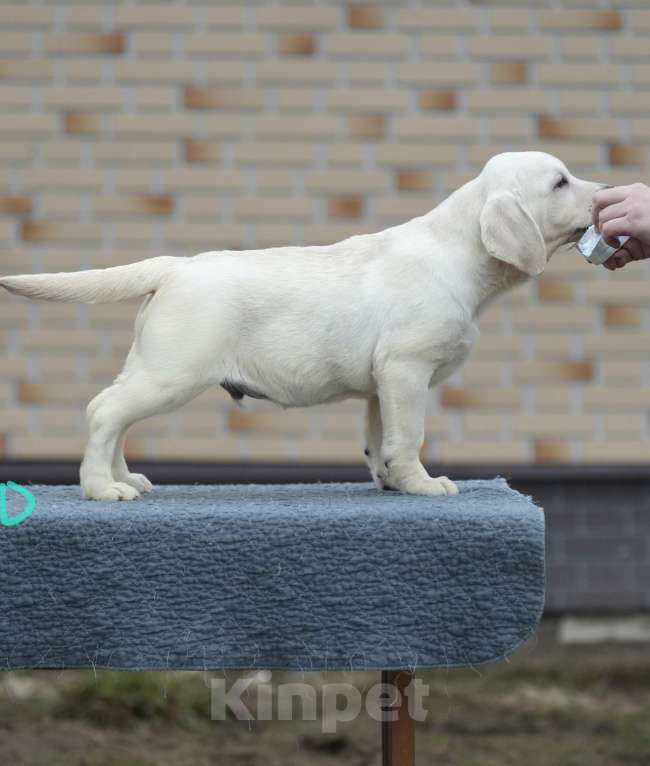 Собаки в других городах Московской области: Палевые щенки Лабрадора от Чемпиона Мира Мальчик, 90 000 руб. - фото 8