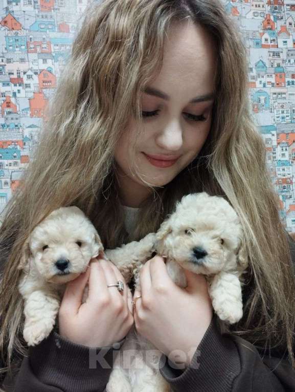 Собаки в Москве: Щенки той пуделя Девочка, 60 000 руб. - фото 1
