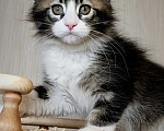 Кошки в Перми: Котята мейн-кун Девочка, 25 000 руб. - фото 3