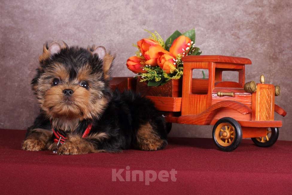 Собаки в Москве: Йоркширский курносый  красавчик Ярослав  РКФ Мальчик, 45 000 руб. - фото 10