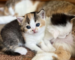 Кошки в Омске: Шотландский котенок Девочка, Бесплатно - фото 1