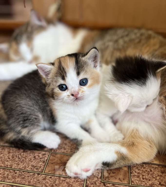 Кошки в Омске: Шотландский котенок Девочка, Бесплатно - фото 1