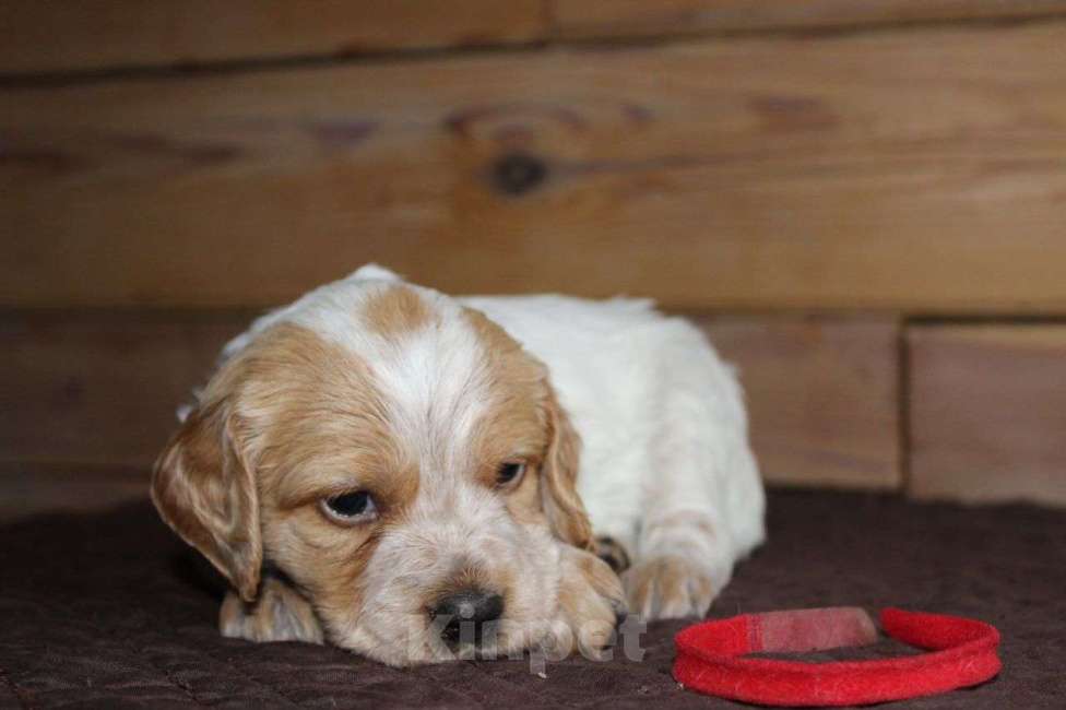 Собаки в Иркутске: Щенки французской легавой  Девочка, 50 руб. - фото 2