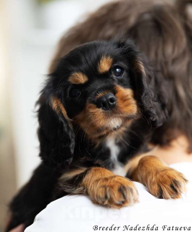 Собаки в Рязани: Щенки Кавалер Кинг Чарльз спаниеля Мальчик, Бесплатно - фото 7