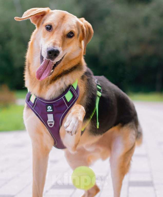 Собаки в Москве: Рэм ищет дом Мальчик, Бесплатно - фото 2