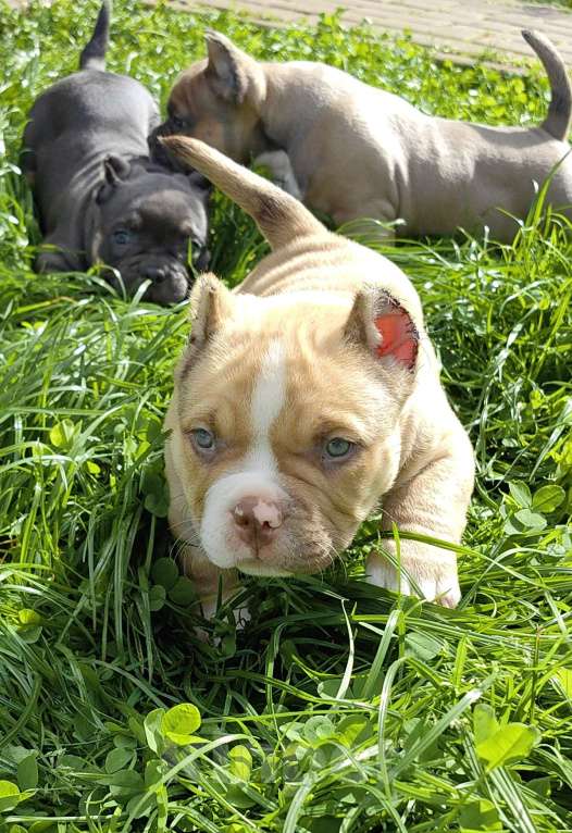 Собаки в Александрове: Малыш американский булли  Мальчик, 100 000 руб. - фото 2