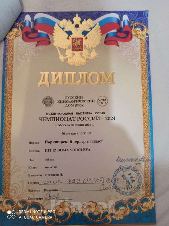 Собаки в Невинномысске: На продажу щенок Голддаст йоркширский терьер Мальчик, 85 000 руб. - фото 4